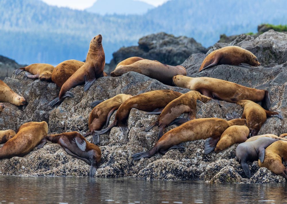 Seals sunning 