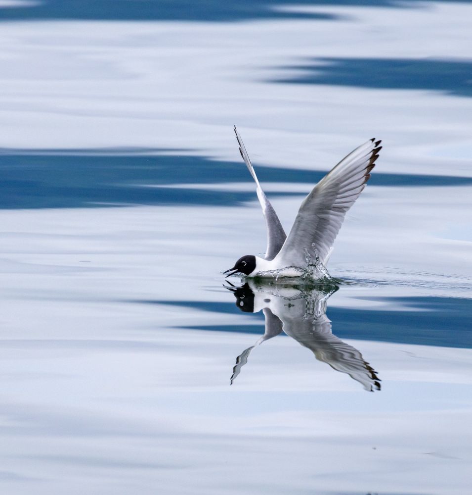A gull drinking water on the wing 