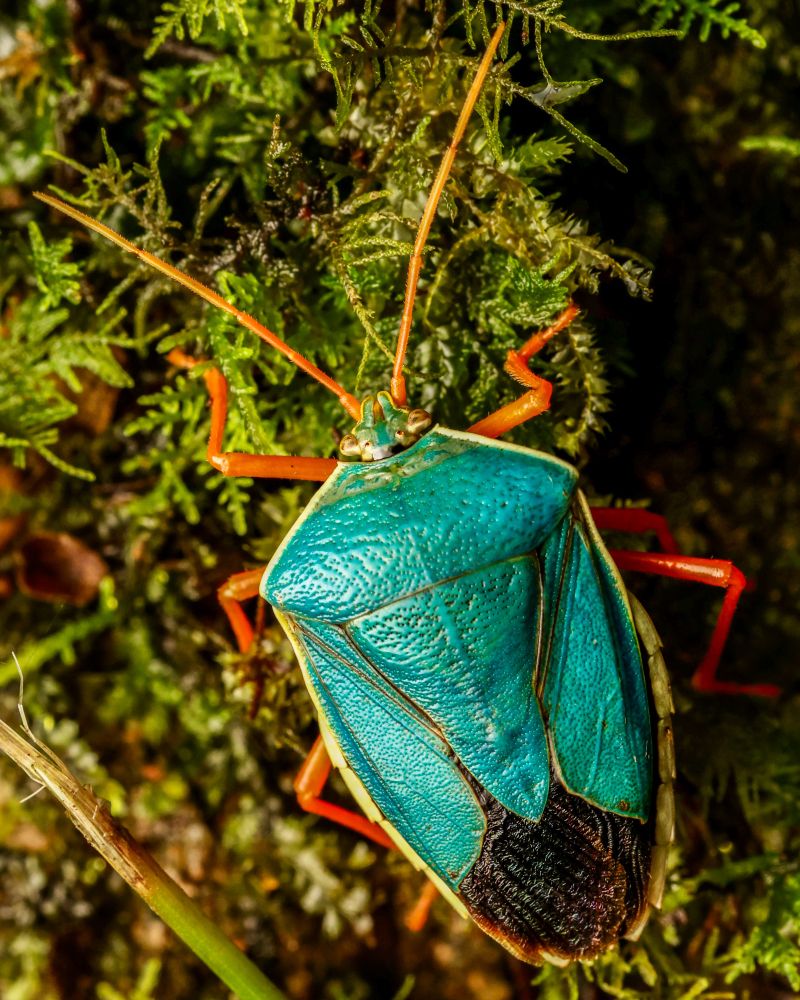 A greenish blue and orangish red stink bug