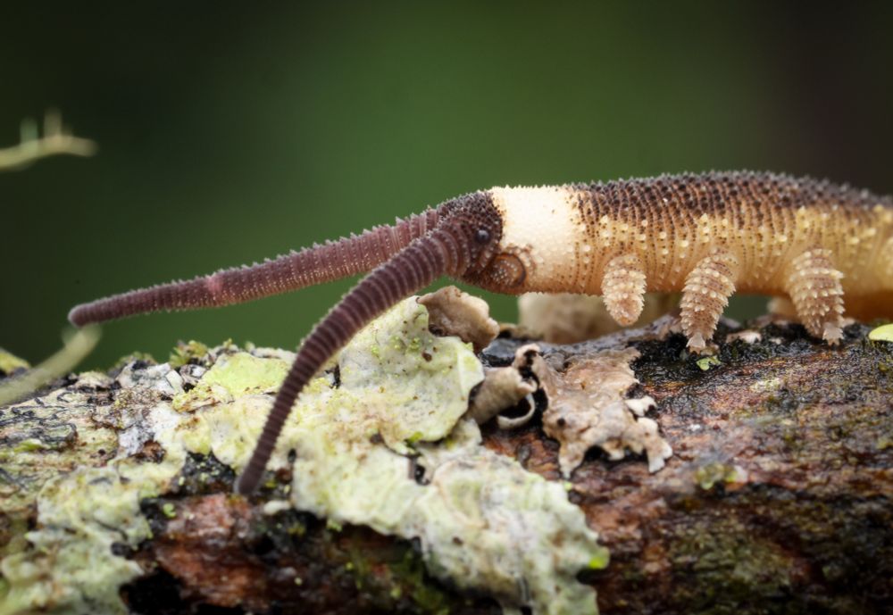 Close up of the velvet worm 