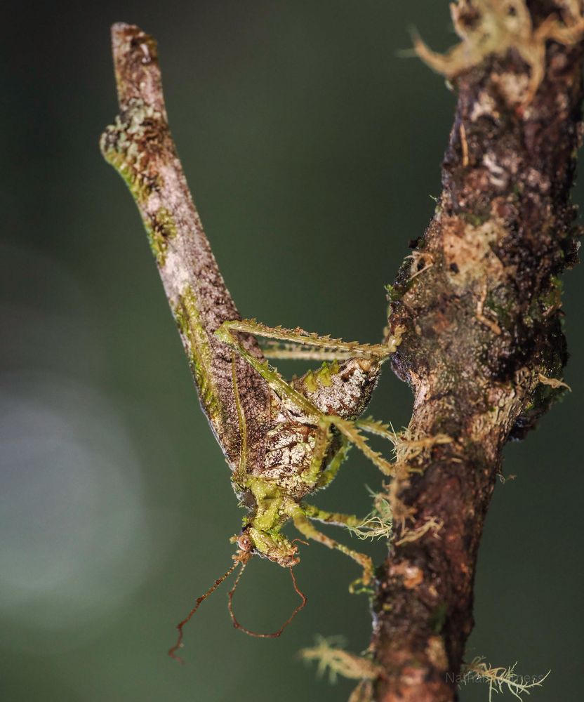 A stick mimicking katydid 