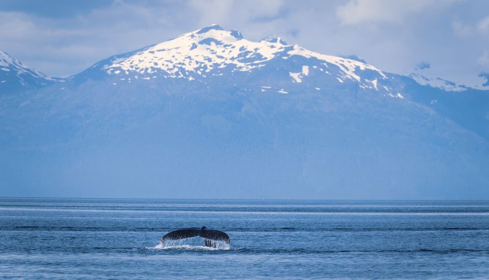 A humpback whale fluke in front of a mountain 