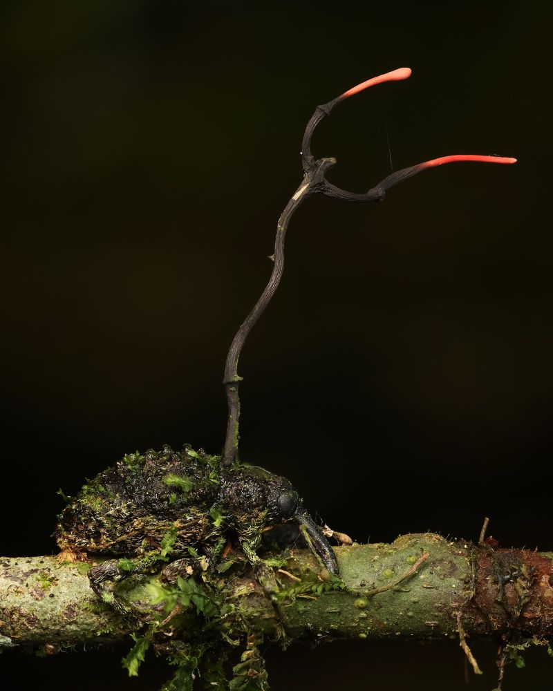 A dead weevil with a fungus fruiting body growing out of it 