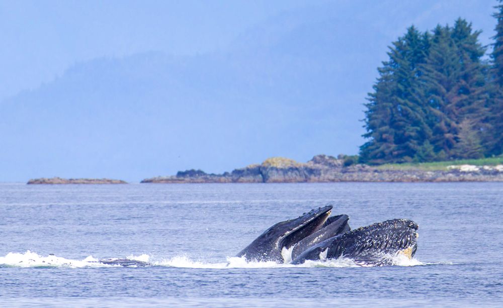 Bubble netting whales 