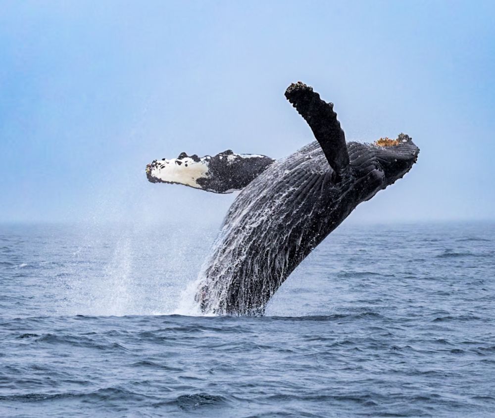 A breaching humpback whale 
