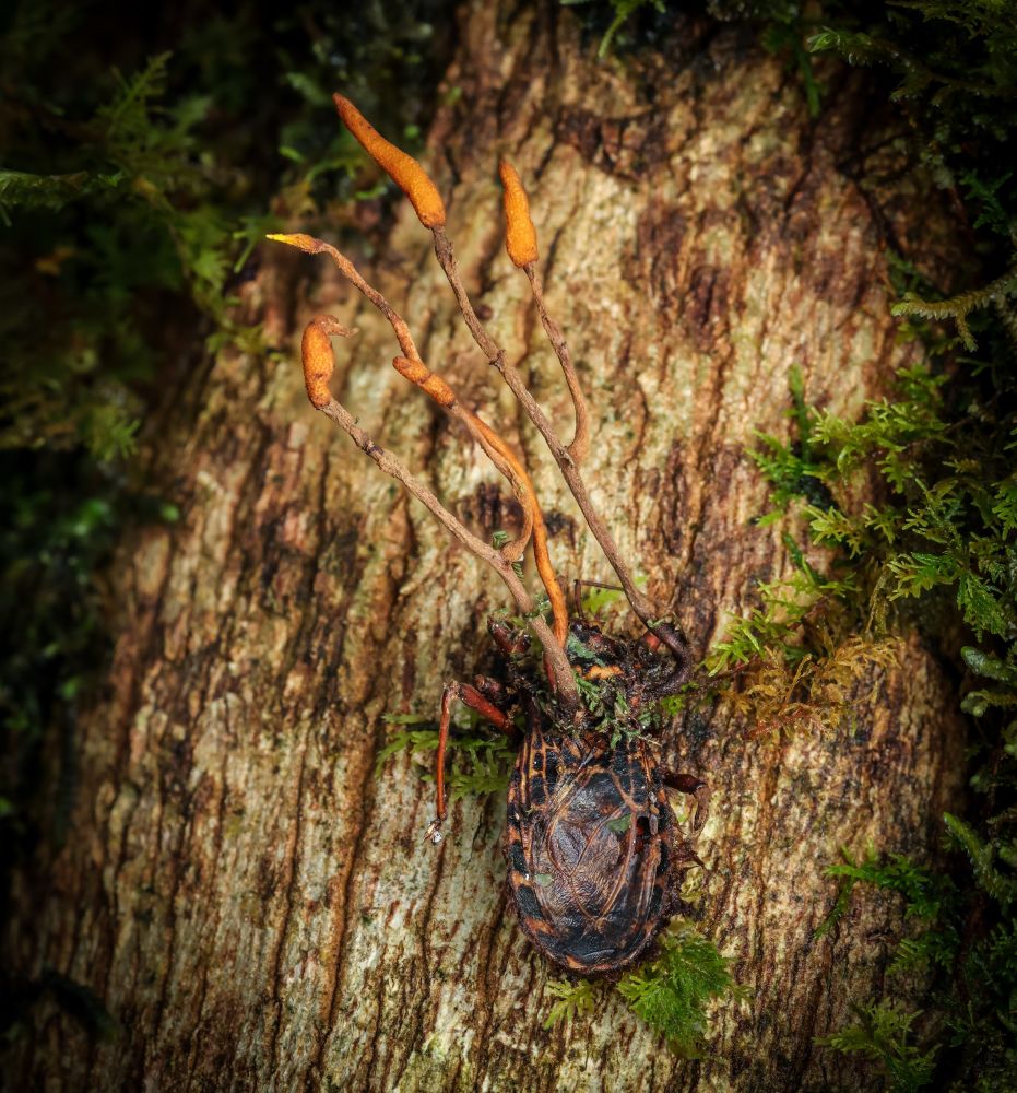 A bug infected by cordyceps fungus, which has its fruiting bodies growing out of it 