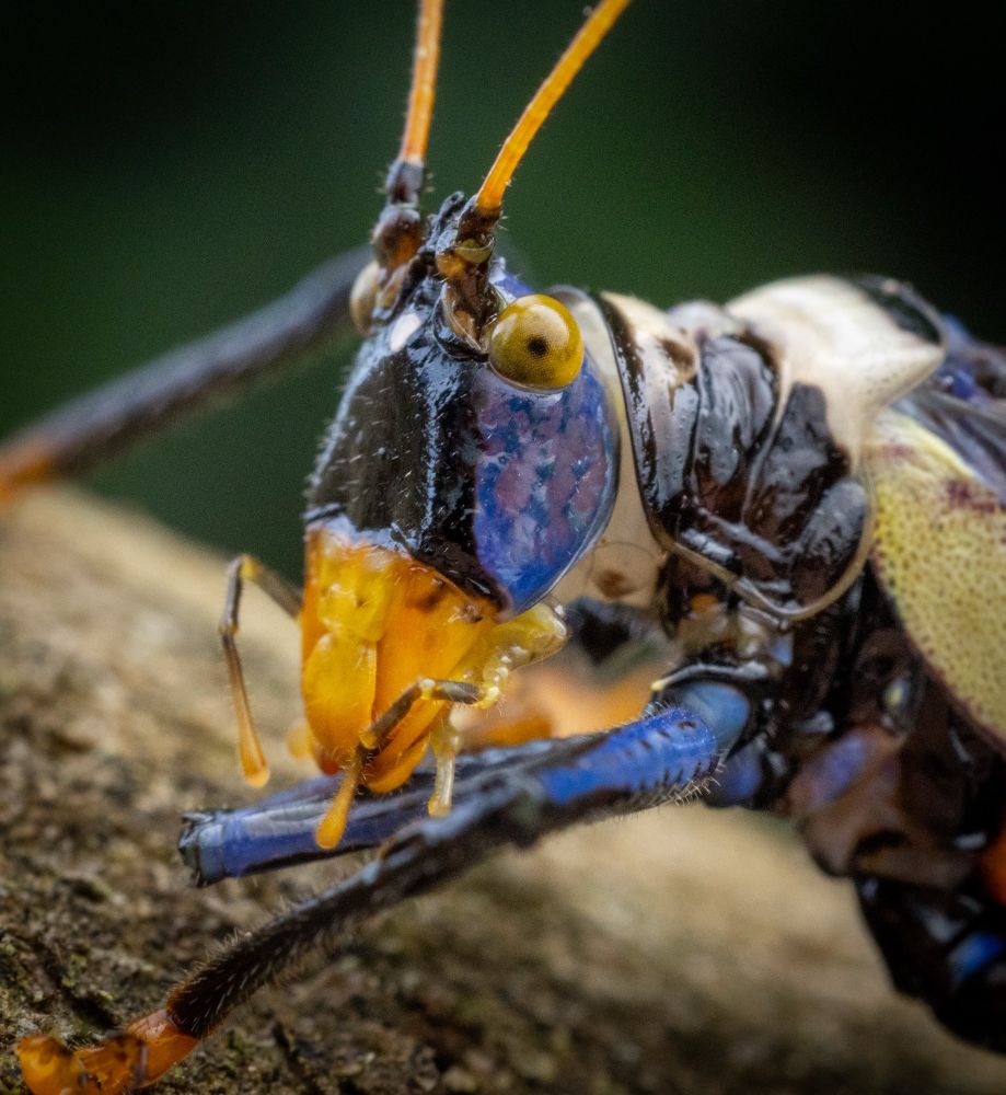 Portrait of a purple and yellow katydid