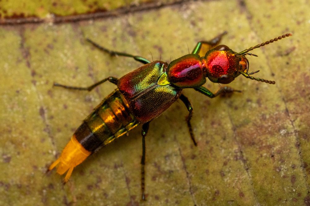 Red green and yellow beetle on a leaf