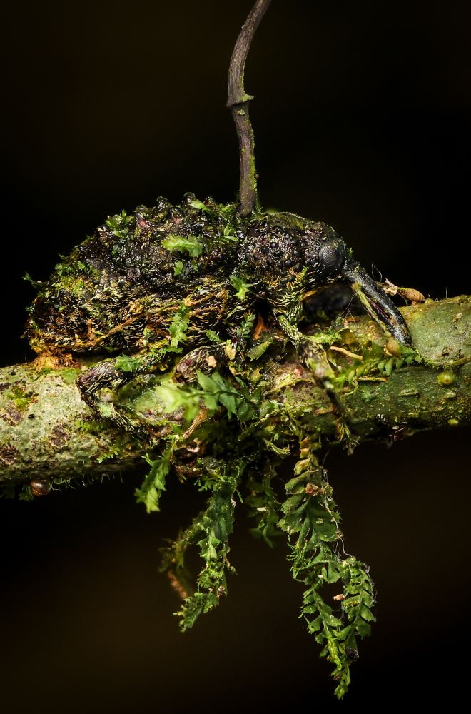 Weevil with moss growing on it 