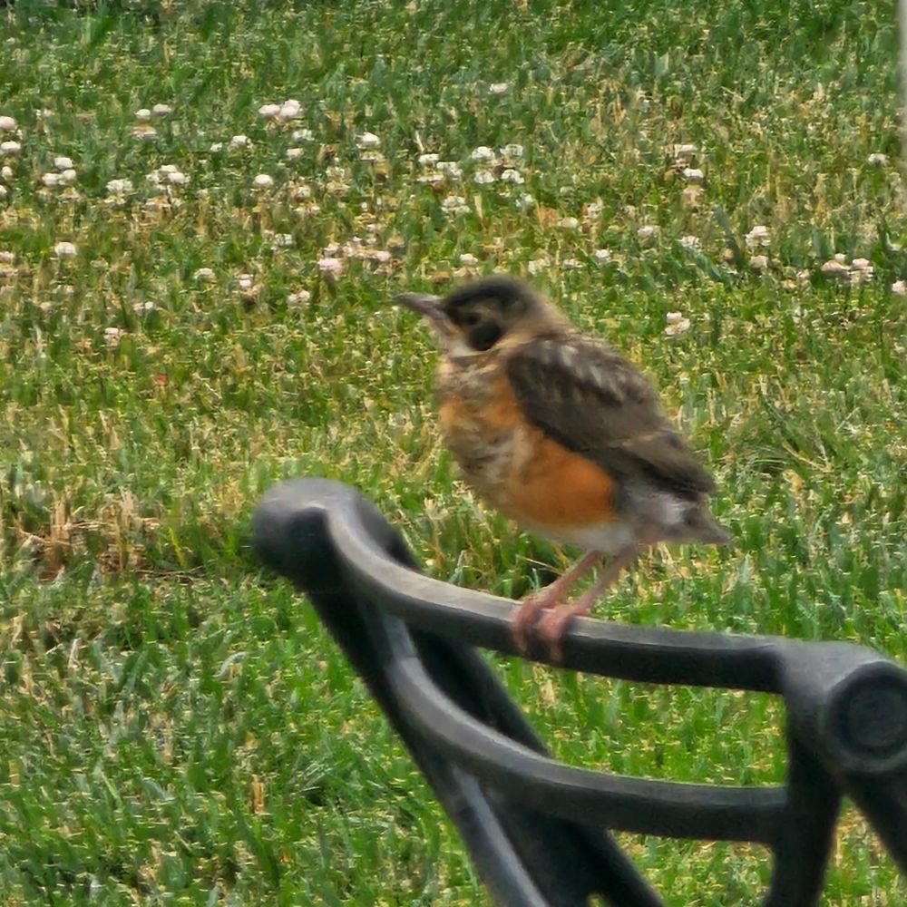 A picture of a bird sitting on the back of a chair with grass behind it. The bird is kinda blurry as the phone prefers to focus on the grass. Its pretty round and small, with brown/gray wings, a blackish face, an orange underbelly and some white feathers near the legs. Its legs are a little shorter than its body and its beak is small, being slightly taller than its eyes (which are also small). I would do anything for this goober.