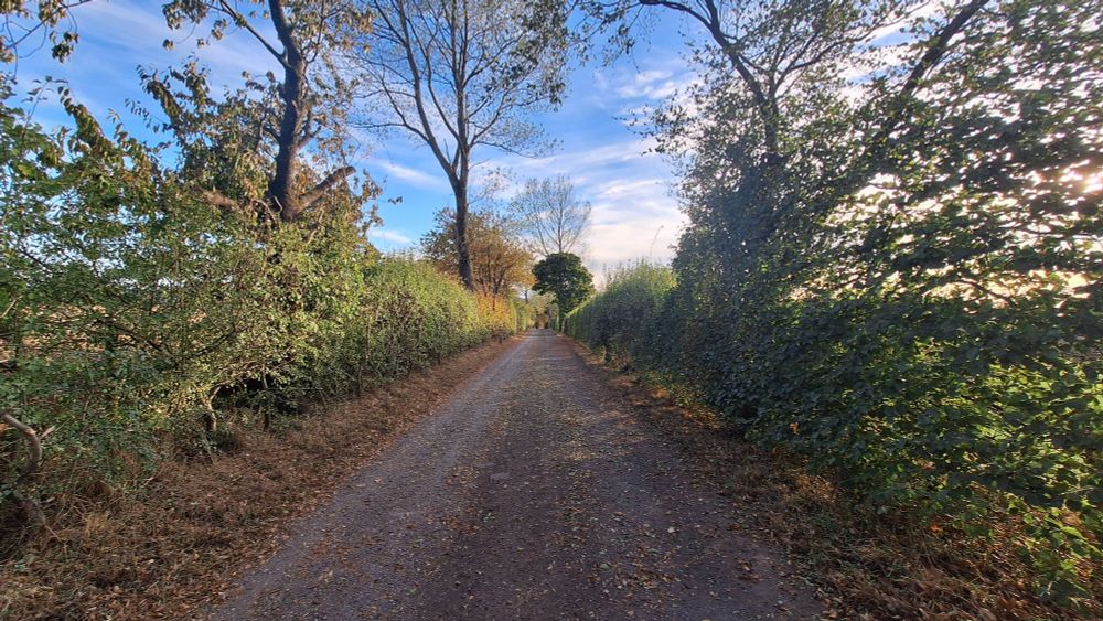 A sunlit track, edged with trees and hawthorn, the sun starting to think about setting behind. 