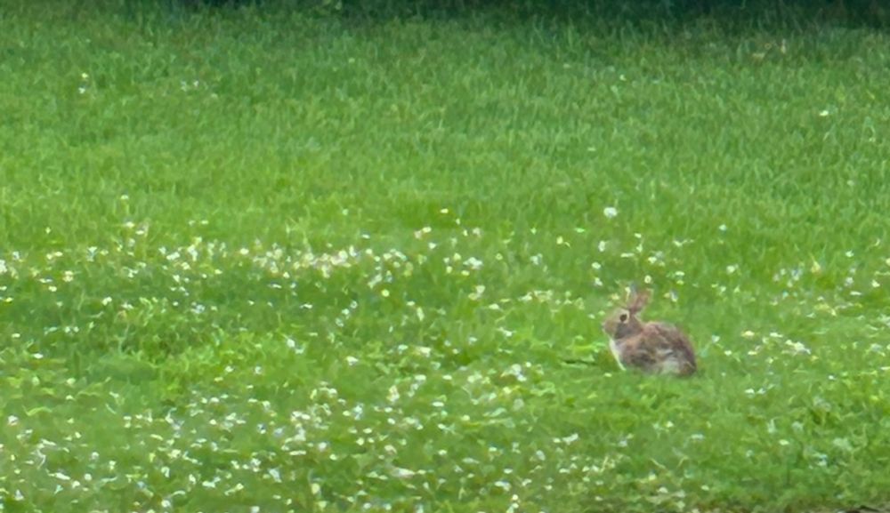 A rabbit in a grassy back yard full of white clover blossoms like little pompoms. 
