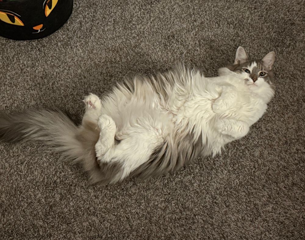 claude laying on his back with all his feet curled up
