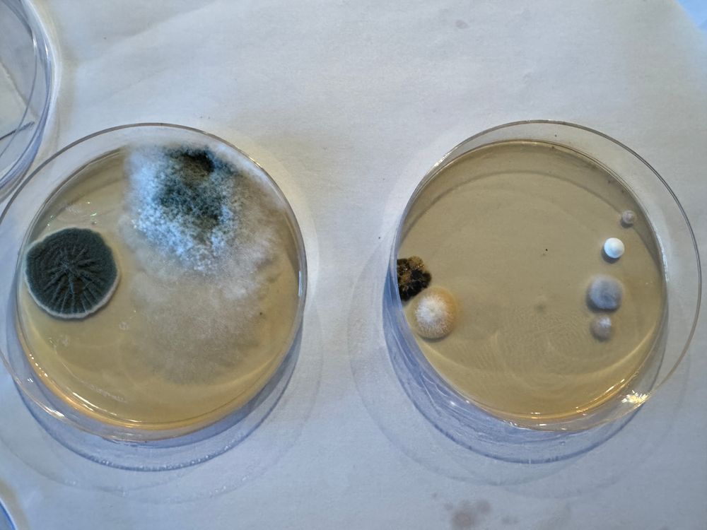 Petri dish air samples: ‘Bathroom sample’ vs. ‘Outside control sample’. Airborne mold in the home—documented evidence.