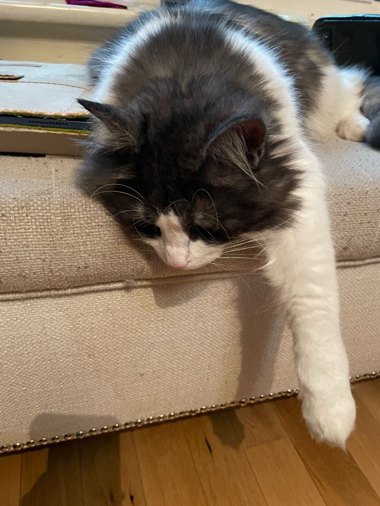 Smoke gray and white very fluffy cat draped on an off-white bench with one front paw dangling down