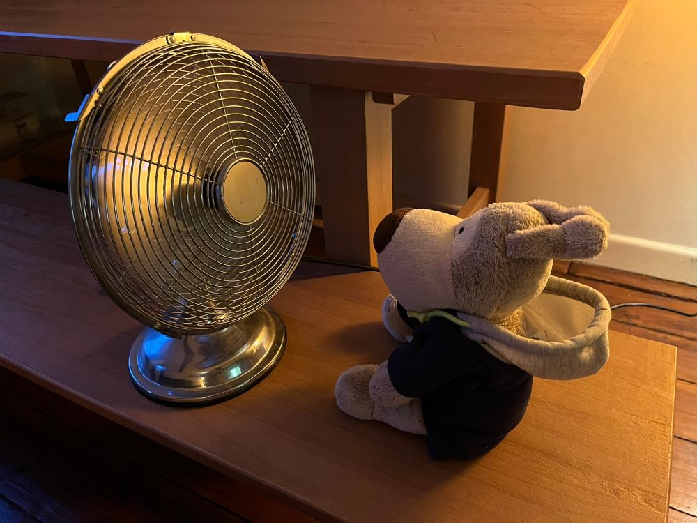 Mr Handsome Cutie Dog sitting in front of a desk fan with his ears blown backwards.