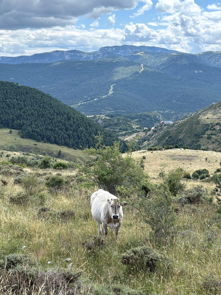 una vaca en la montaña