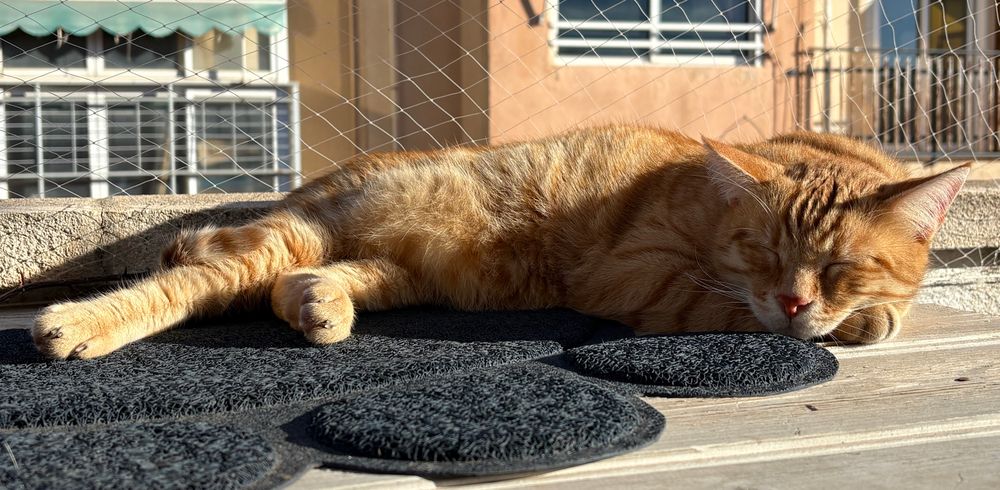 Bunyol, mi gato, está plácidamente tumbado disfrutando el sol de invierno 