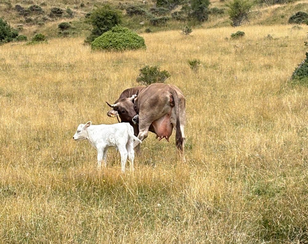 una vaca y su ternero en un campo 