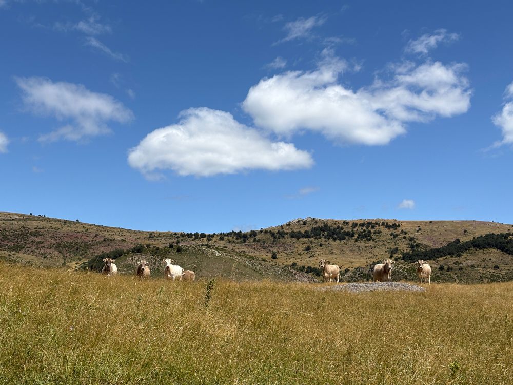 más vacas 