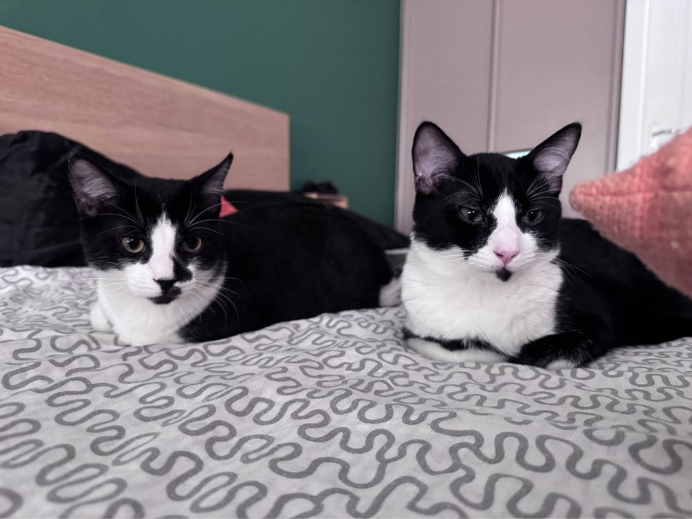 Our two tuxedo kitten laying on the bed facing the camera