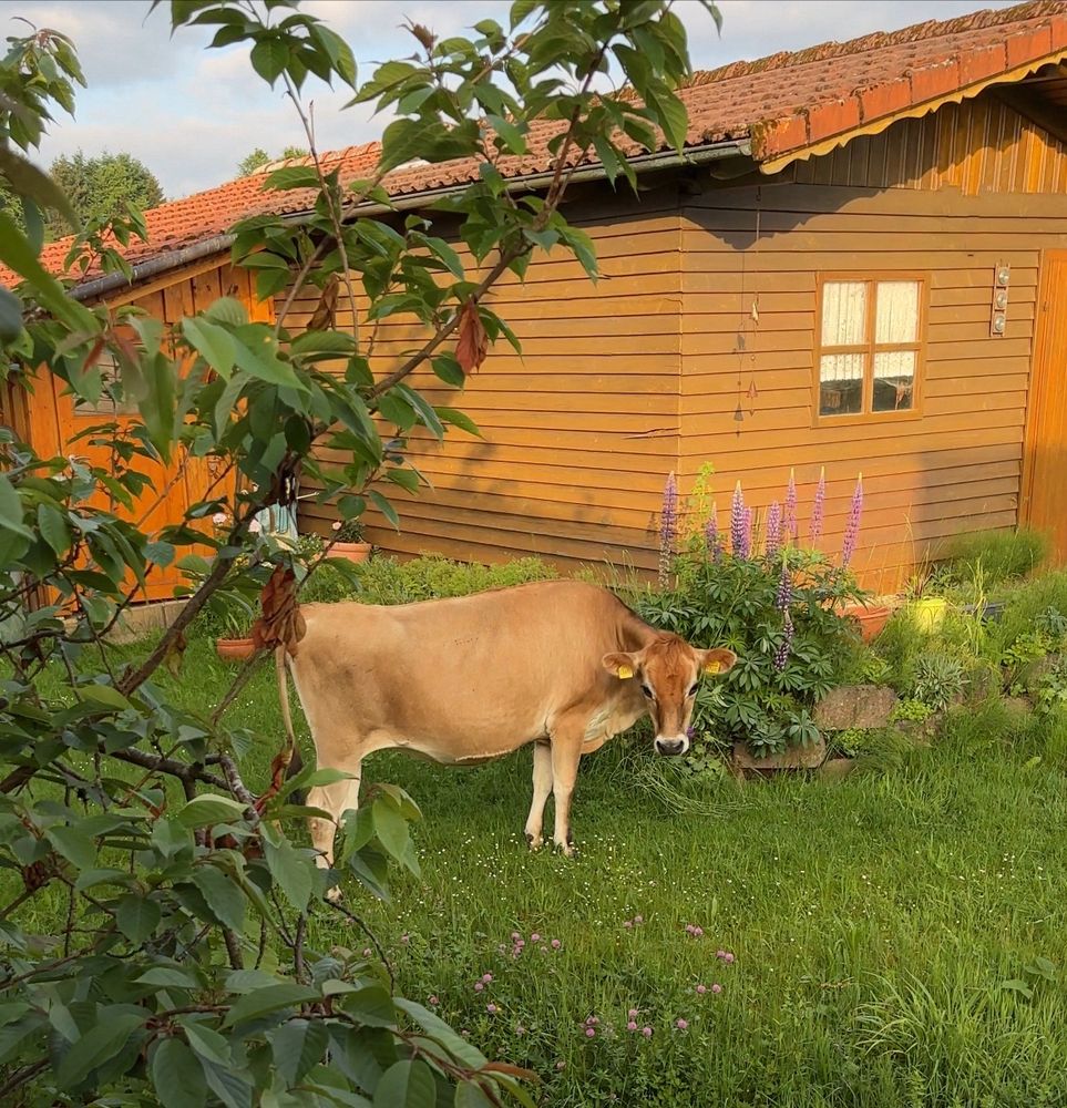 Auf dem Bild ist eine braune Kuh zu sehen, die in einem Garten steht. Im Hintergrund befindet sich ein Holzhaus mit roten Dachziegeln. Die Kuh steht auf einer grünen Wiese, die mit kleinen Blumen bewachsen ist. Links im Bild ist ein Baum oder Strauch zu sehen, dessen Blätter teilweise die Sicht auf die Kuh verdecken. Neben dem Haus wachsen hohe, violette Blumen, die dem Garten eine farbenfrohe Note verleihen. Die Szene wirkt ruhig und idyllisch, als ob die Kuh friedlich in einem ländlichen Garten grast.
