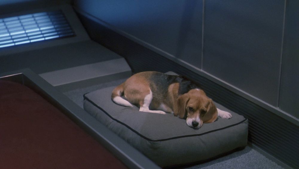 Archer’s pet beagle, Porthos, lying on his cushion looking a bit dejected, in the Star Trek: Enterprise episode, “Singularity”.