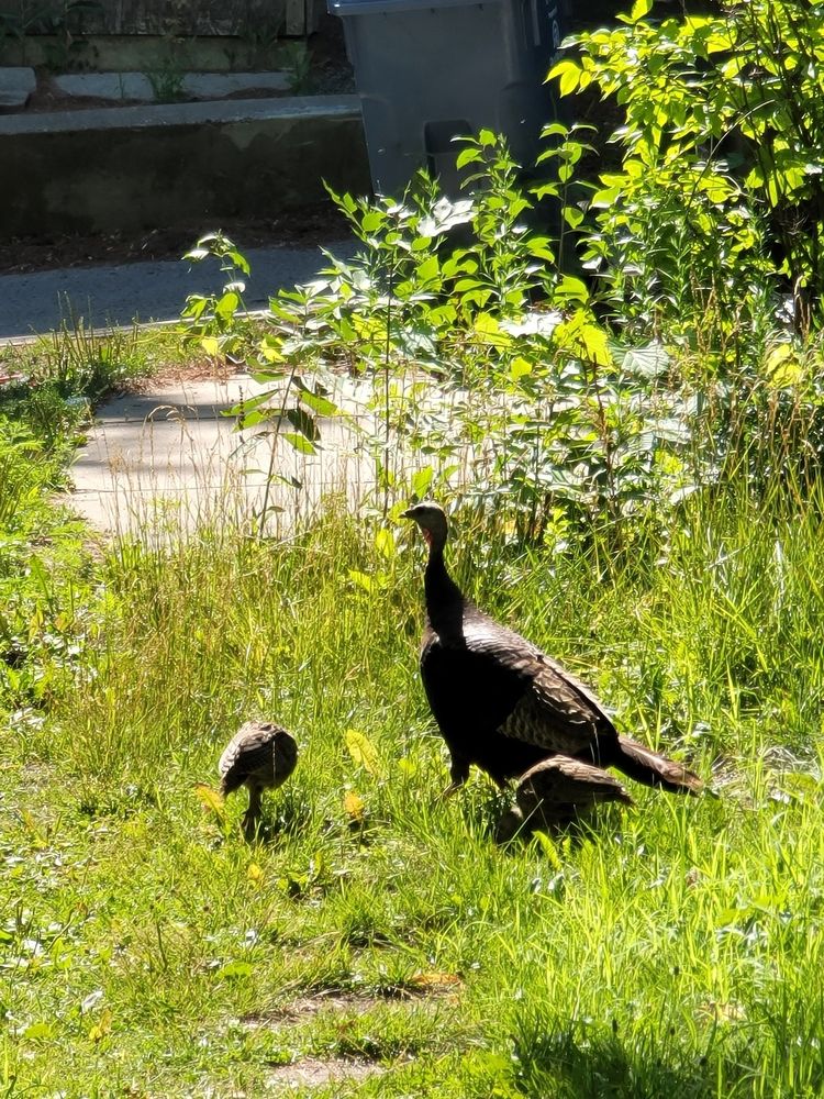 a mother turkey and two poults (I just learned this is the word for turkey babies) in my backyard picking at the grass near my parking spot.