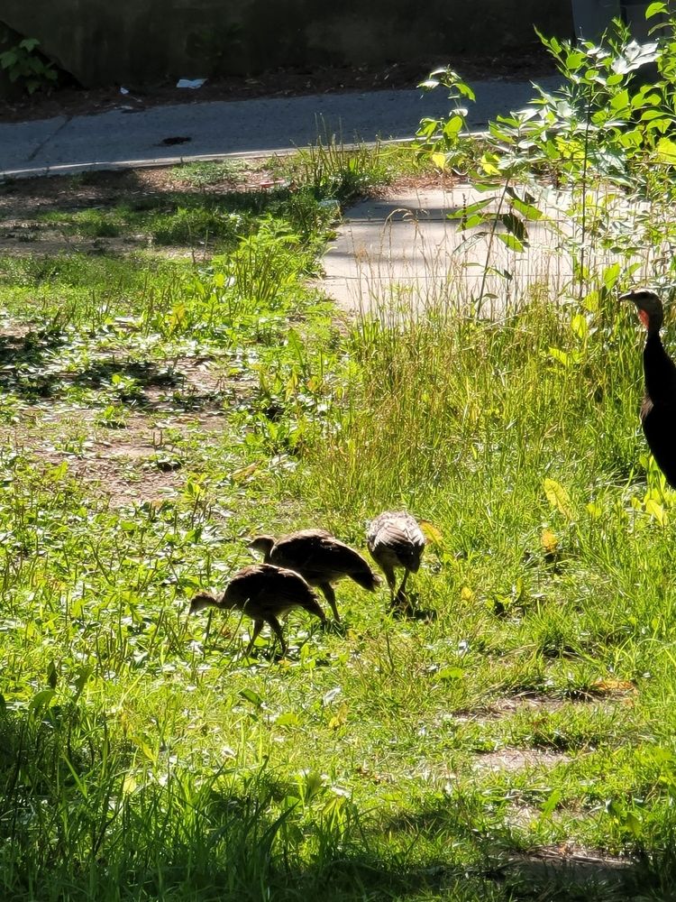 three turkey poults (turkey babies) being cute in my backyard near my parking spot