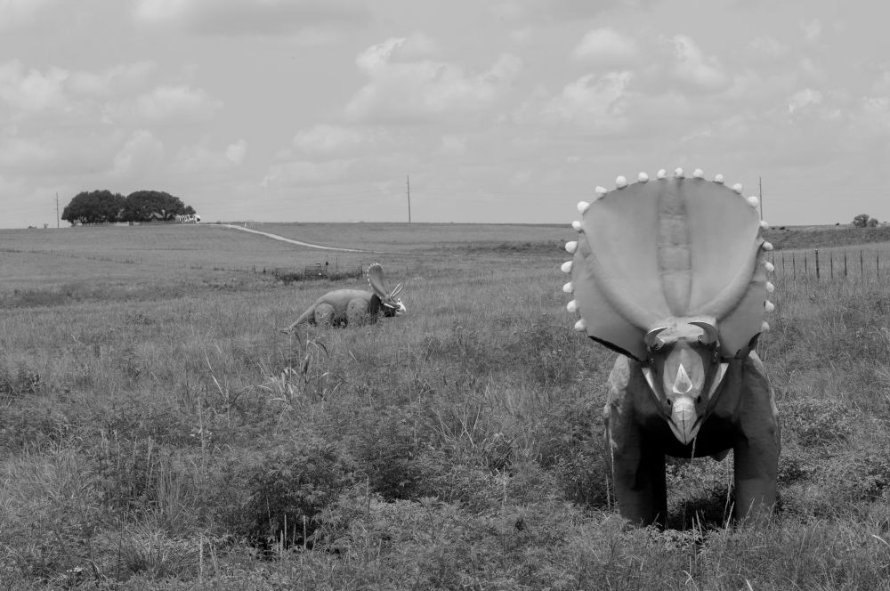 Triceratops, Glen Rose Tx 11012024