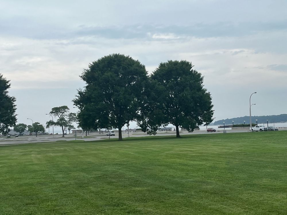 grassy field with two big trees next to each other in the middle