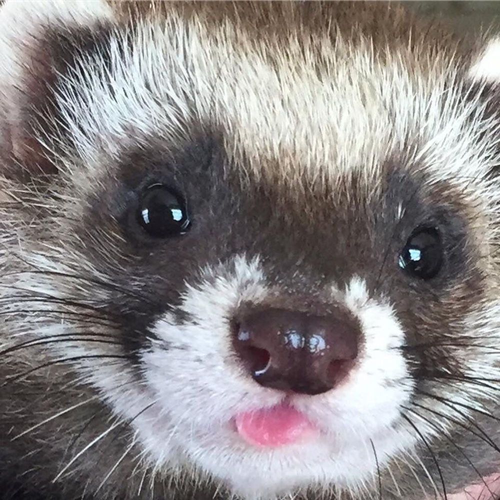 a photo of a black and white ferret with its tongue out 