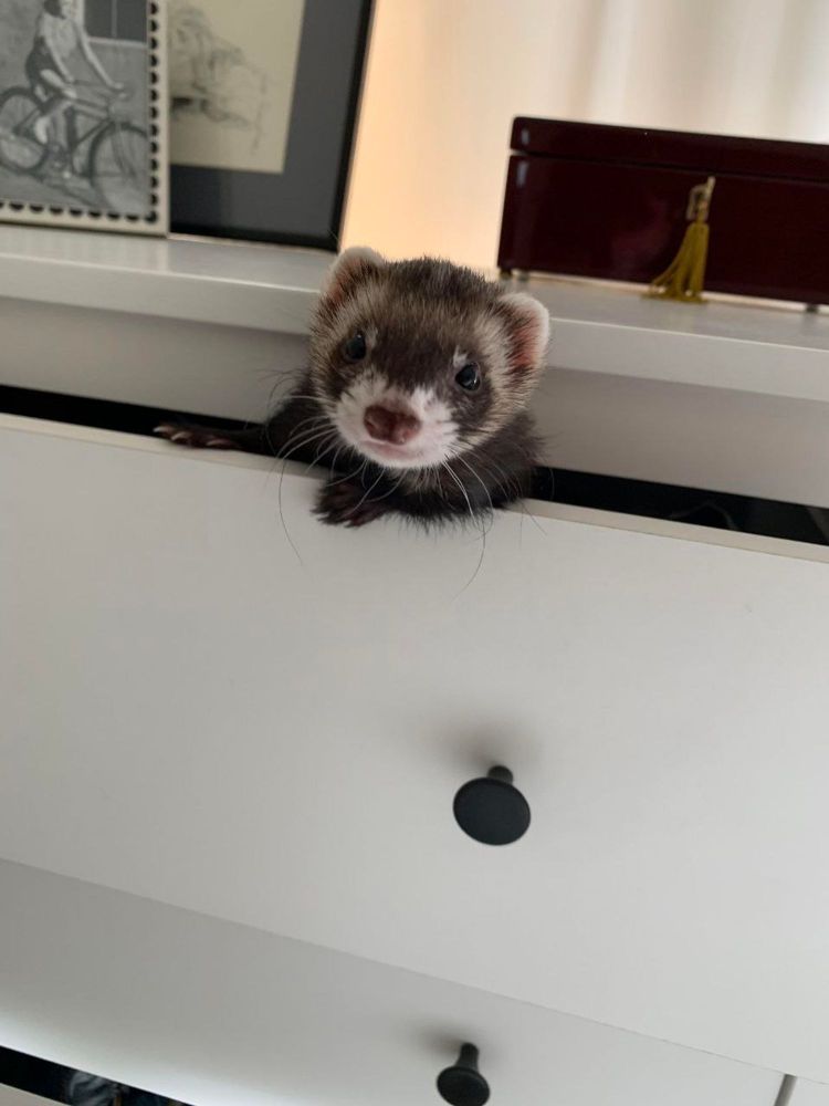 a photo of a ferret peeking out of a drawer