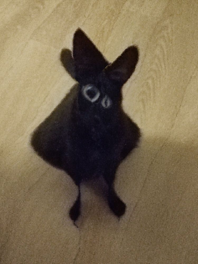 Black cat, content aware scaled