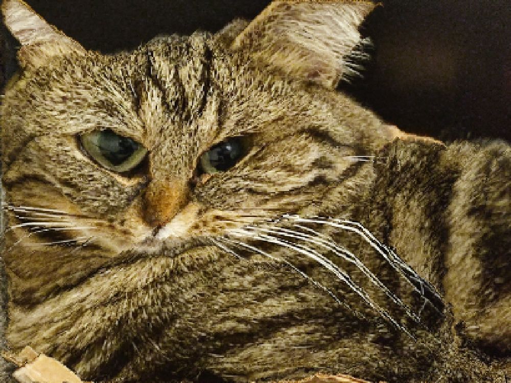 A cat, content aware scaled
