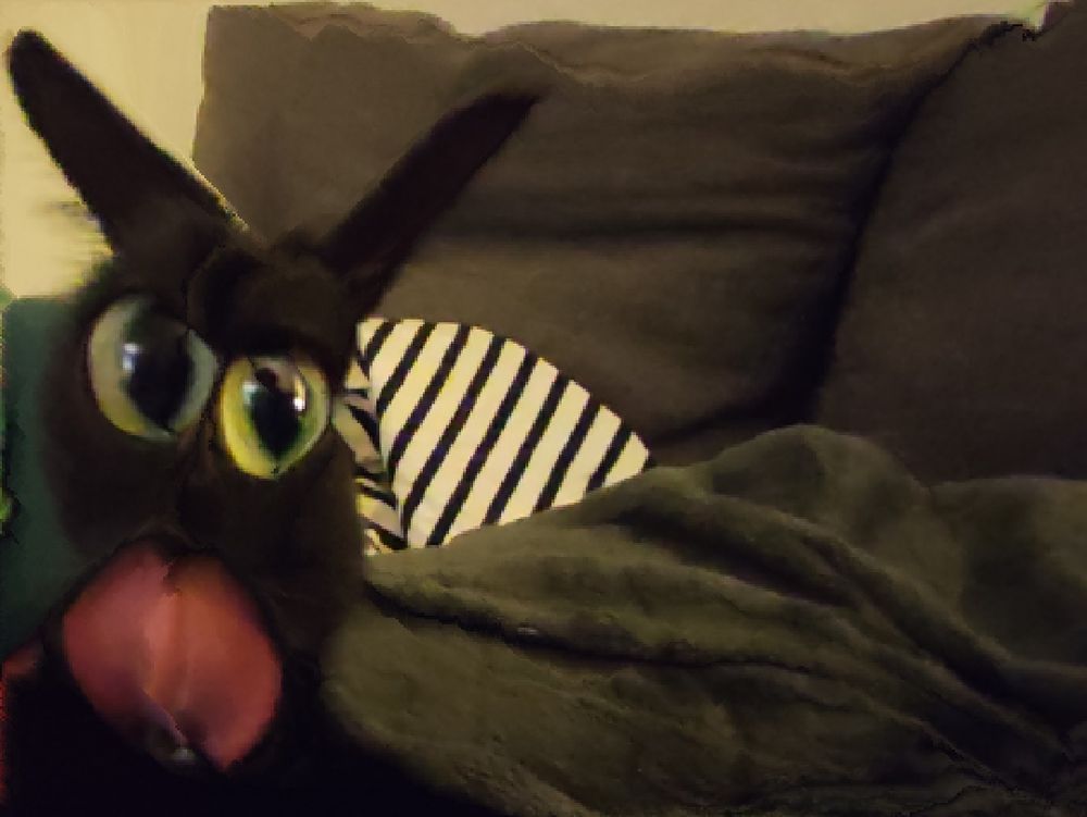 Black cat, content aware scaled