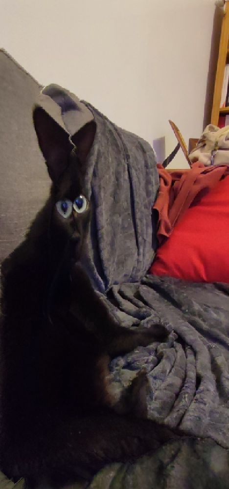 Black cat, content aware scaled