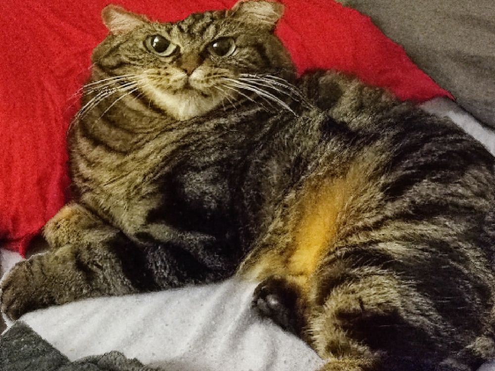 A cat, content aware scaled