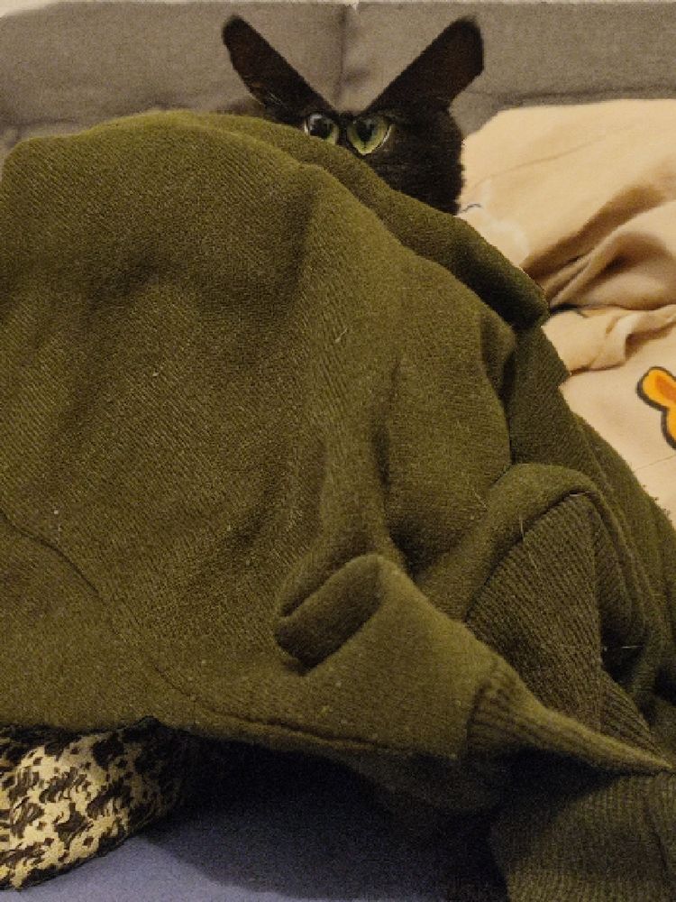 Black cat, content aware scaled
