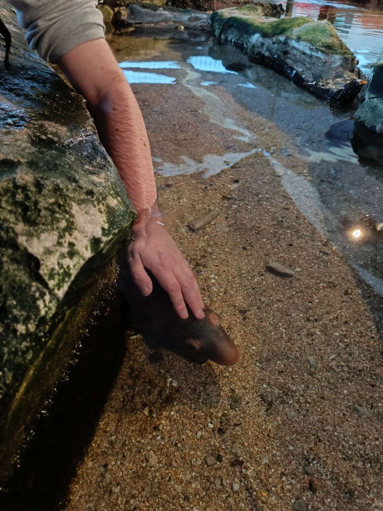 Same as the previous picture, the hand being closer to the fish head