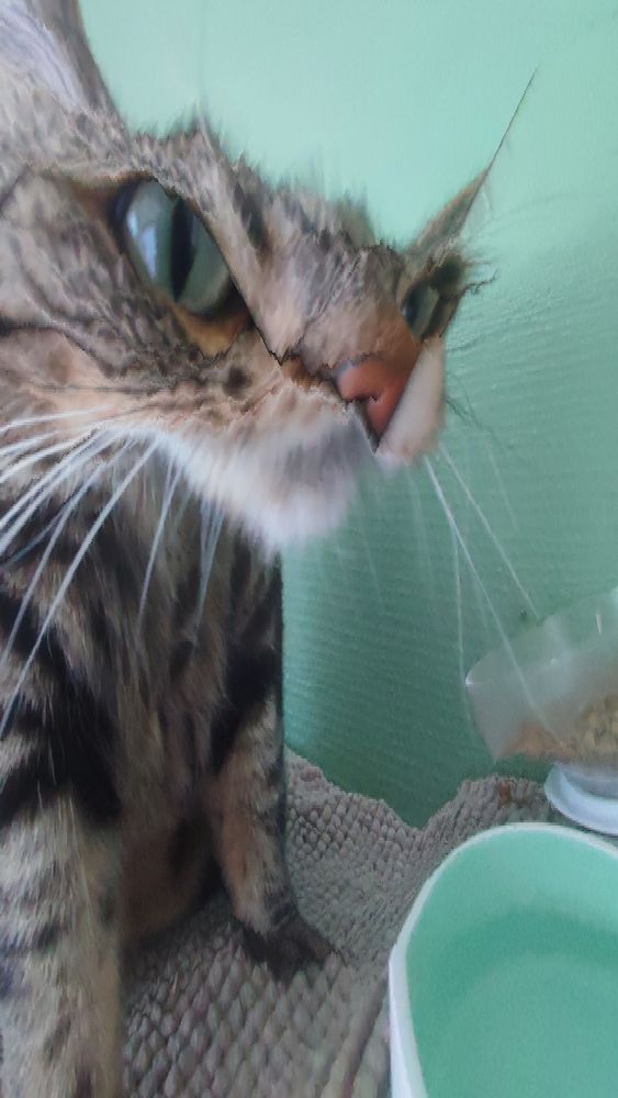 A cat, content aware scaled