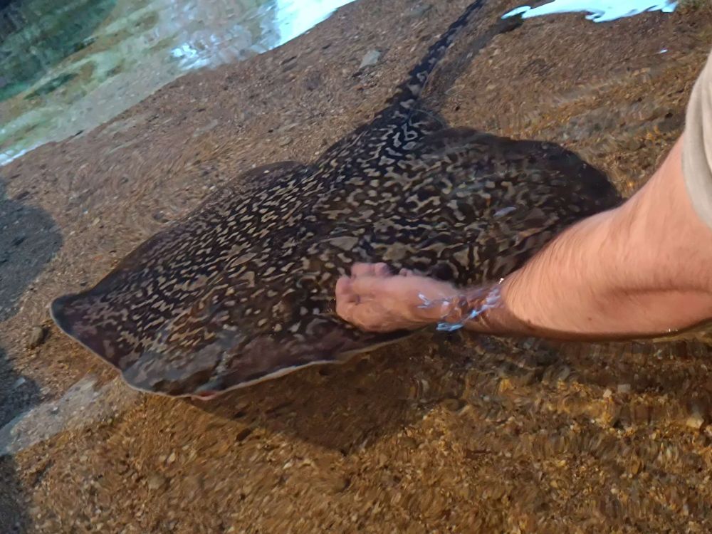 Same shallow aquarium, a ray getting some pets by an human hand.