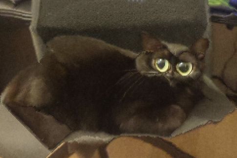Black cat, content aware scaled