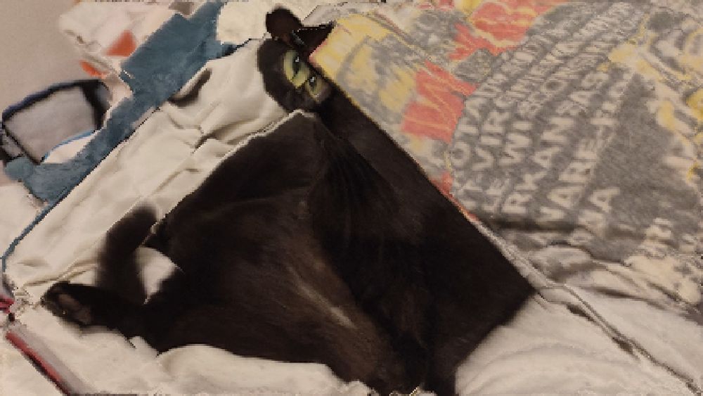 Black cat, content aware scaled