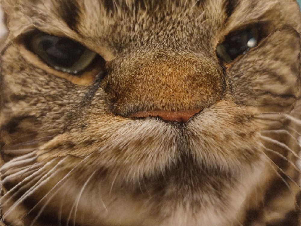 A cat, content aware scaled