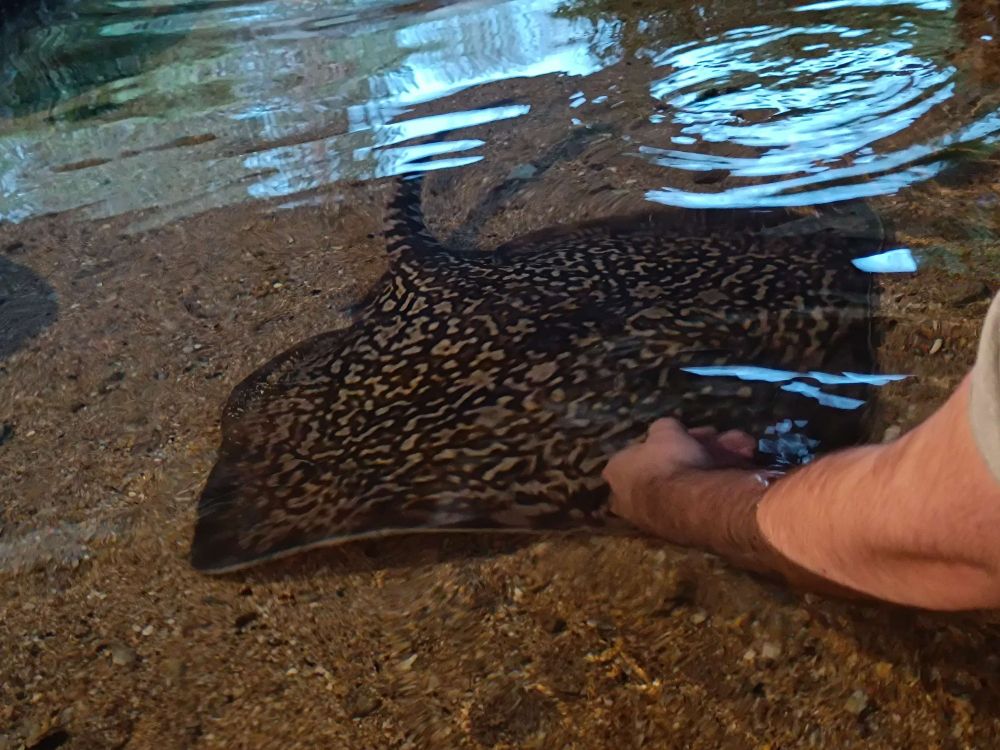 Same as the previous picture, the hand being directly hover the ray eyes