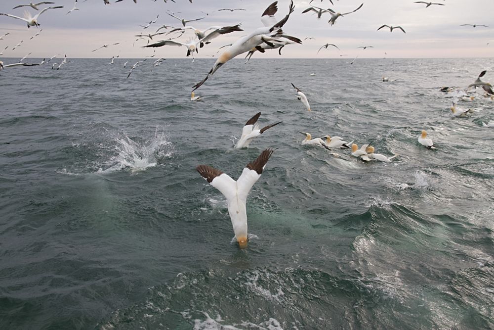 Northern gannets diving 