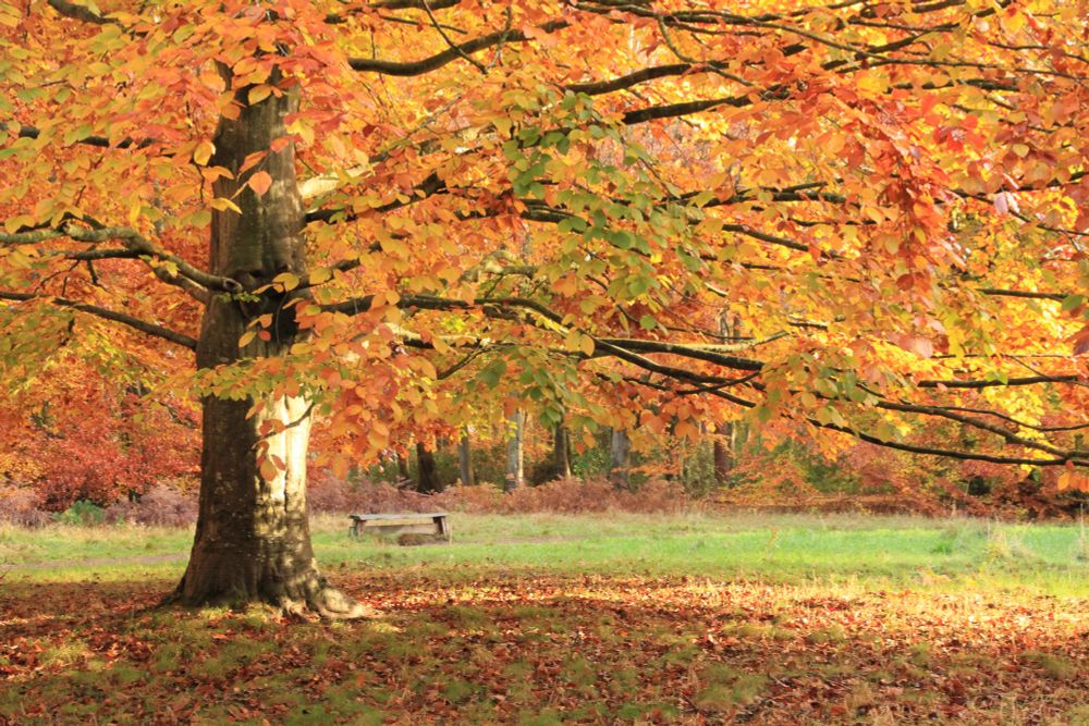 Binning wood in autumn colours 