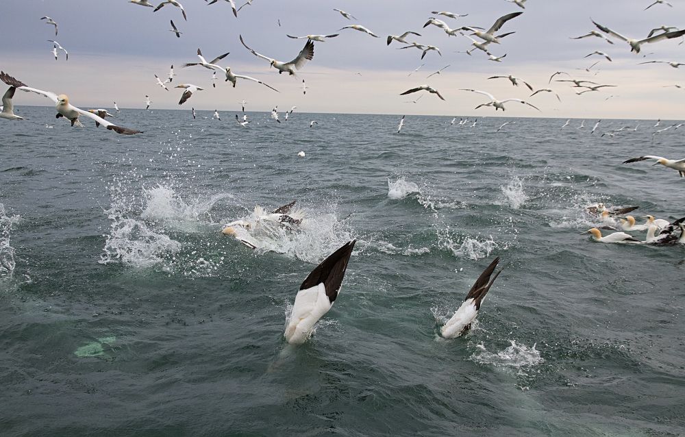 Northern gannets diving 