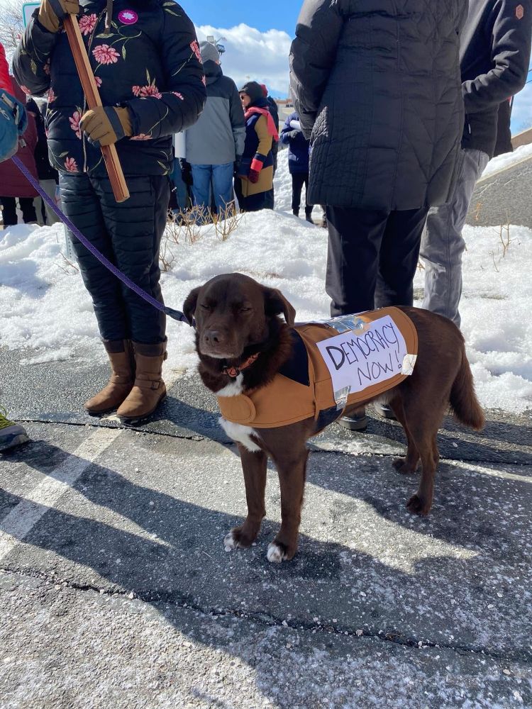 Photo of a chocolate lab at a protest wearing a Democracy Now! Sign. 